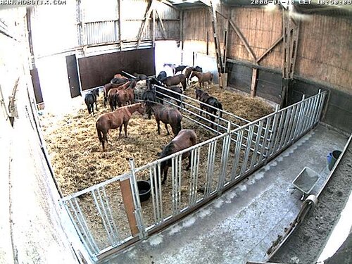 Live video aus dem Stall